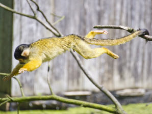 Nur Fliegen ist sch&ouml;ner ...