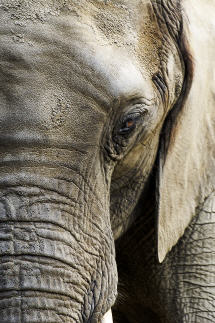Elefant im Zoo